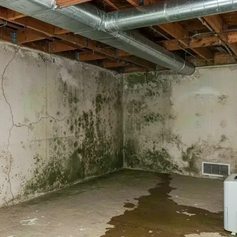 Professional Mold Removal in Glendale, WV